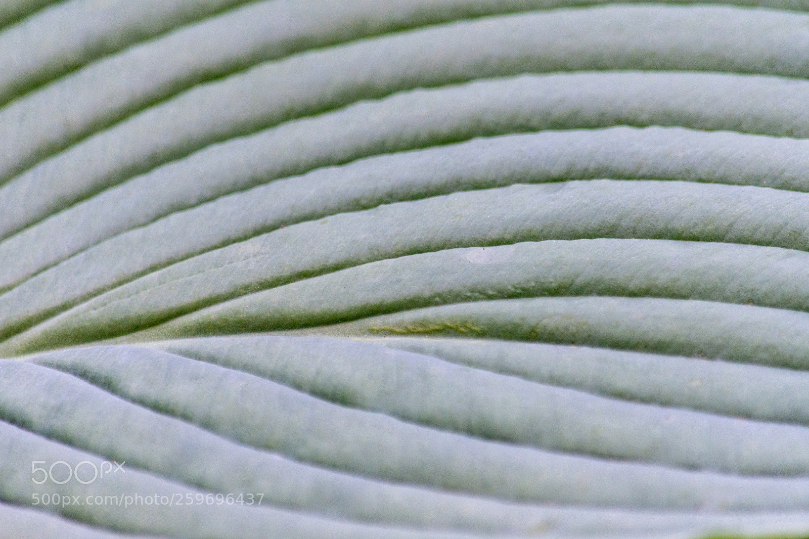 Nikon D7200 sample photo. Leaf lines photography