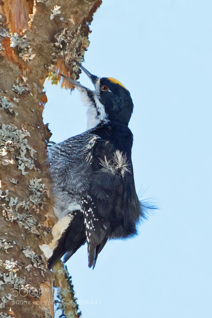 Canon EOS-1D X sample photo. Black-backed woodpecker 0277 photography