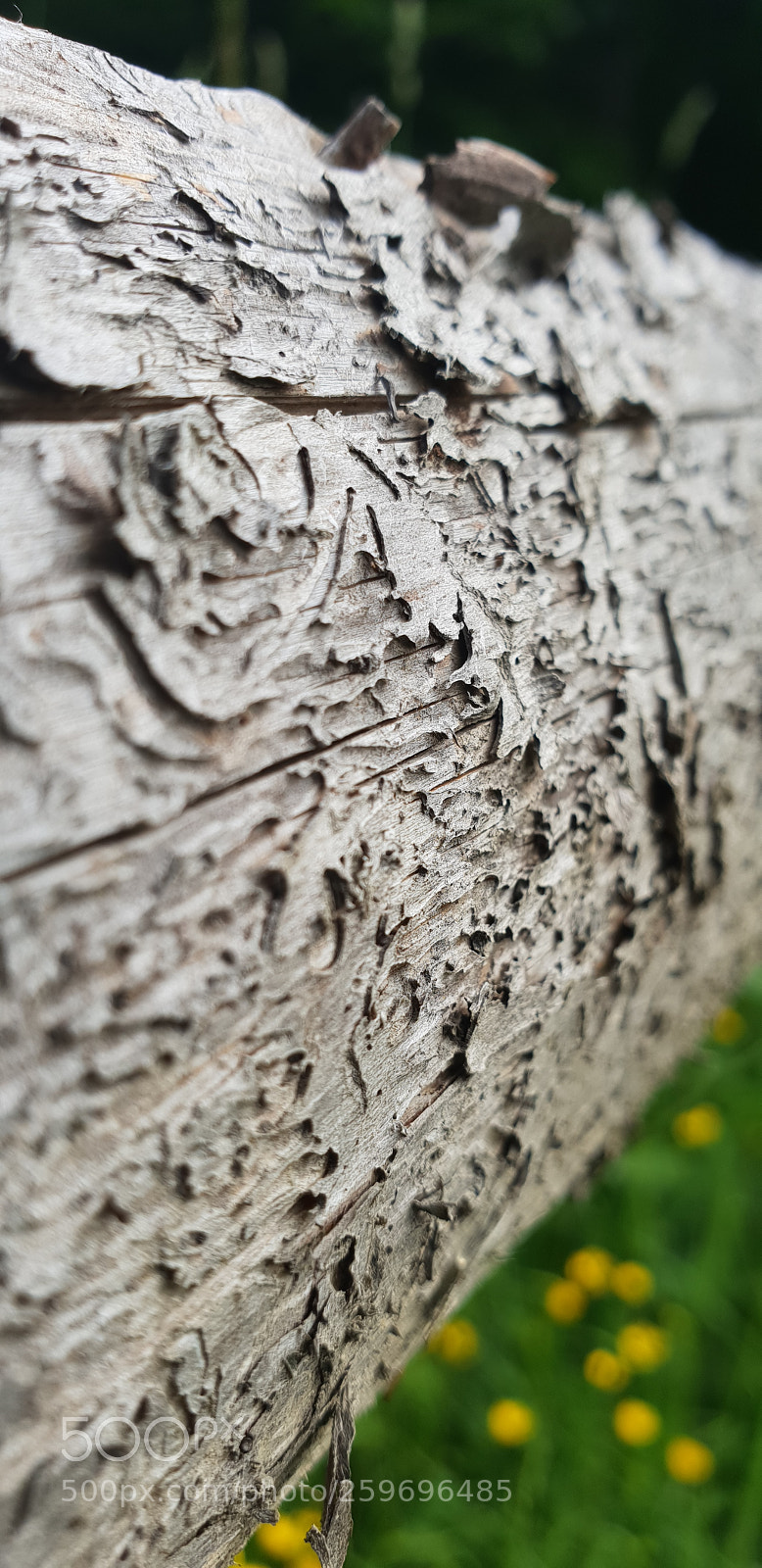 Samsung Galaxy S9 sample photo. Some wood photography