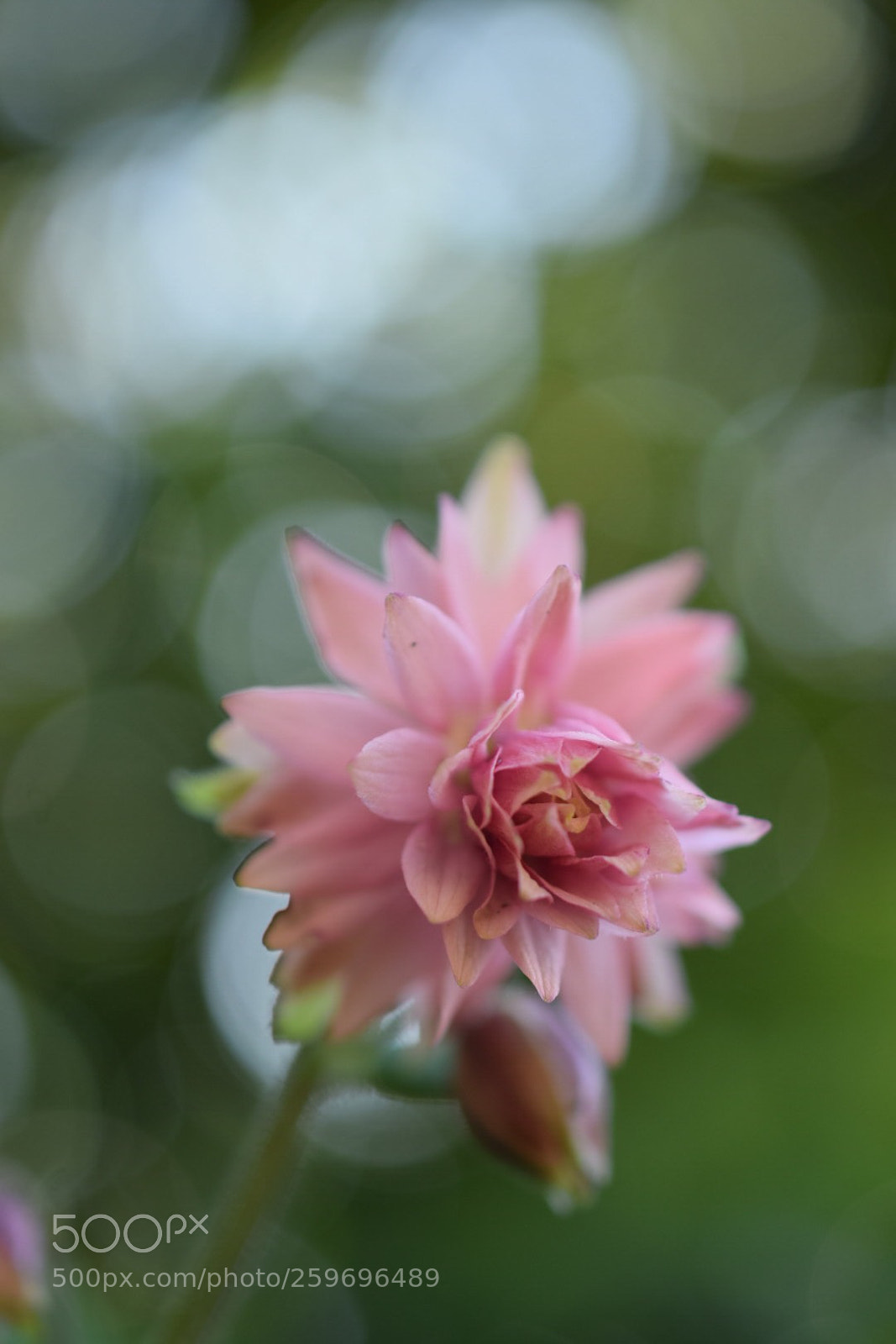 Nikon D5300 sample photo. From my garden photography