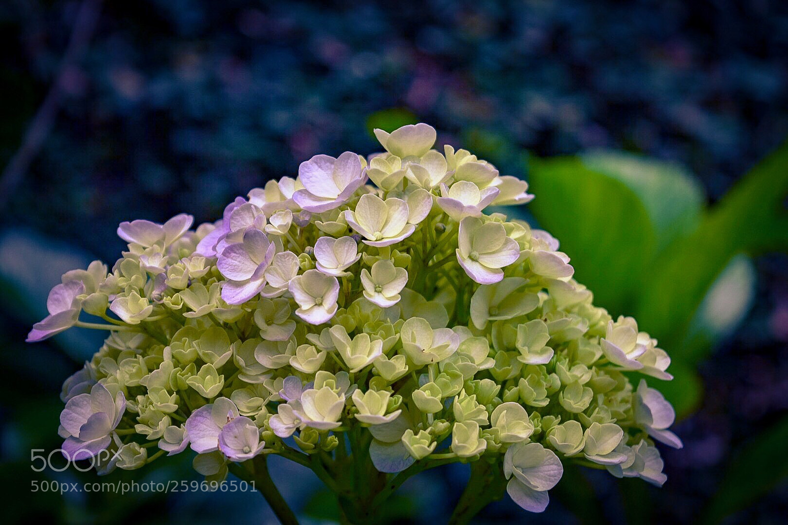 Nikon D5500 sample photo. Untitled photography
