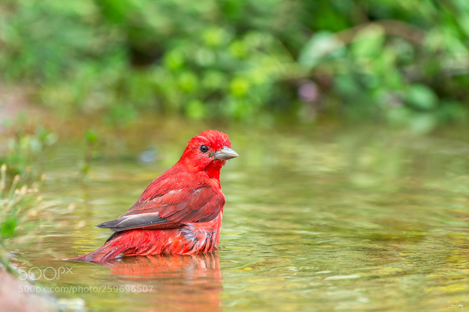 Nikon D4 sample photo. Summer tanager photography