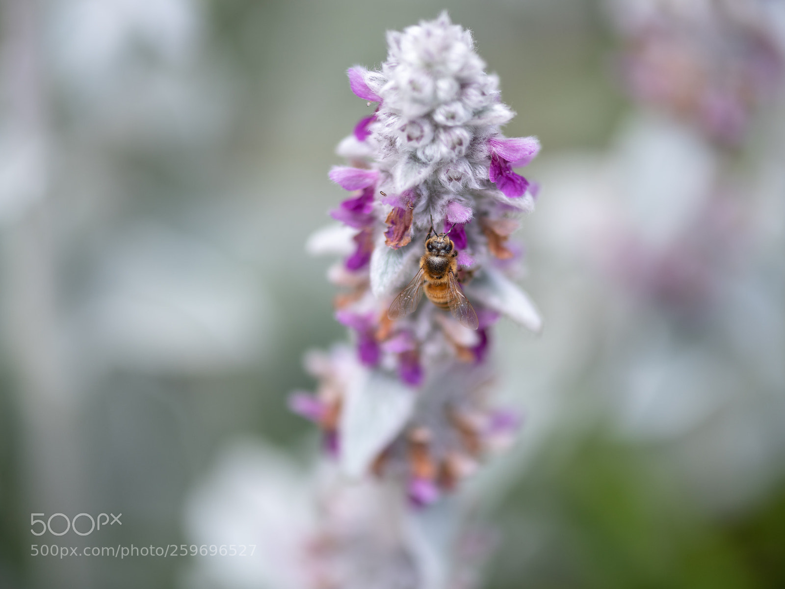 Nikon D850 sample photo. Honey bee !! ? photography