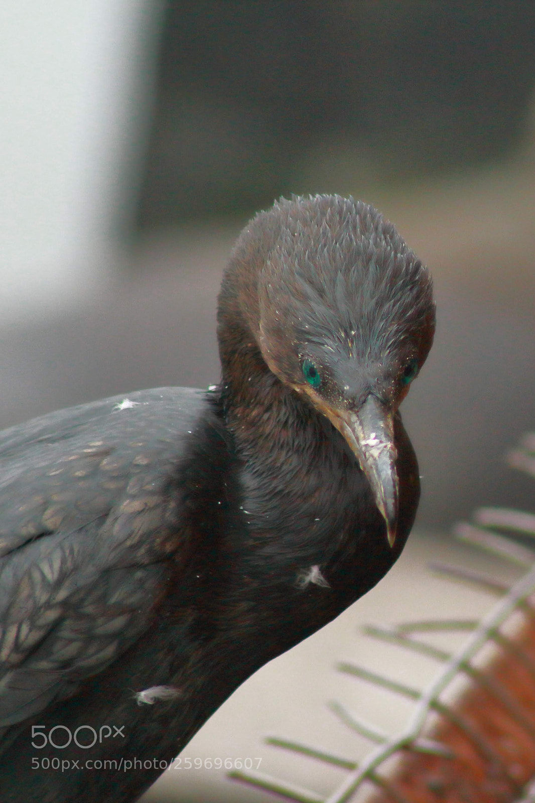 Canon EOS 1200D (EOS Rebel T5 / EOS Kiss X70 / EOS Hi) sample photo. Green eyes  photography