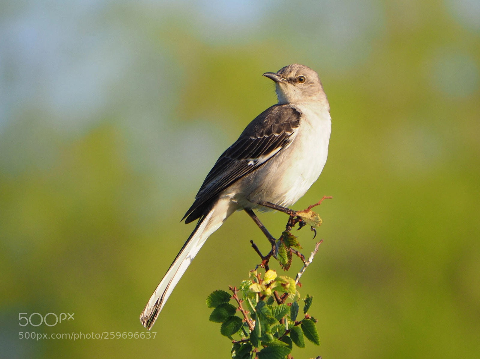 Olympus OM-D E-M1 Mark II sample photo. Mockingbird photography