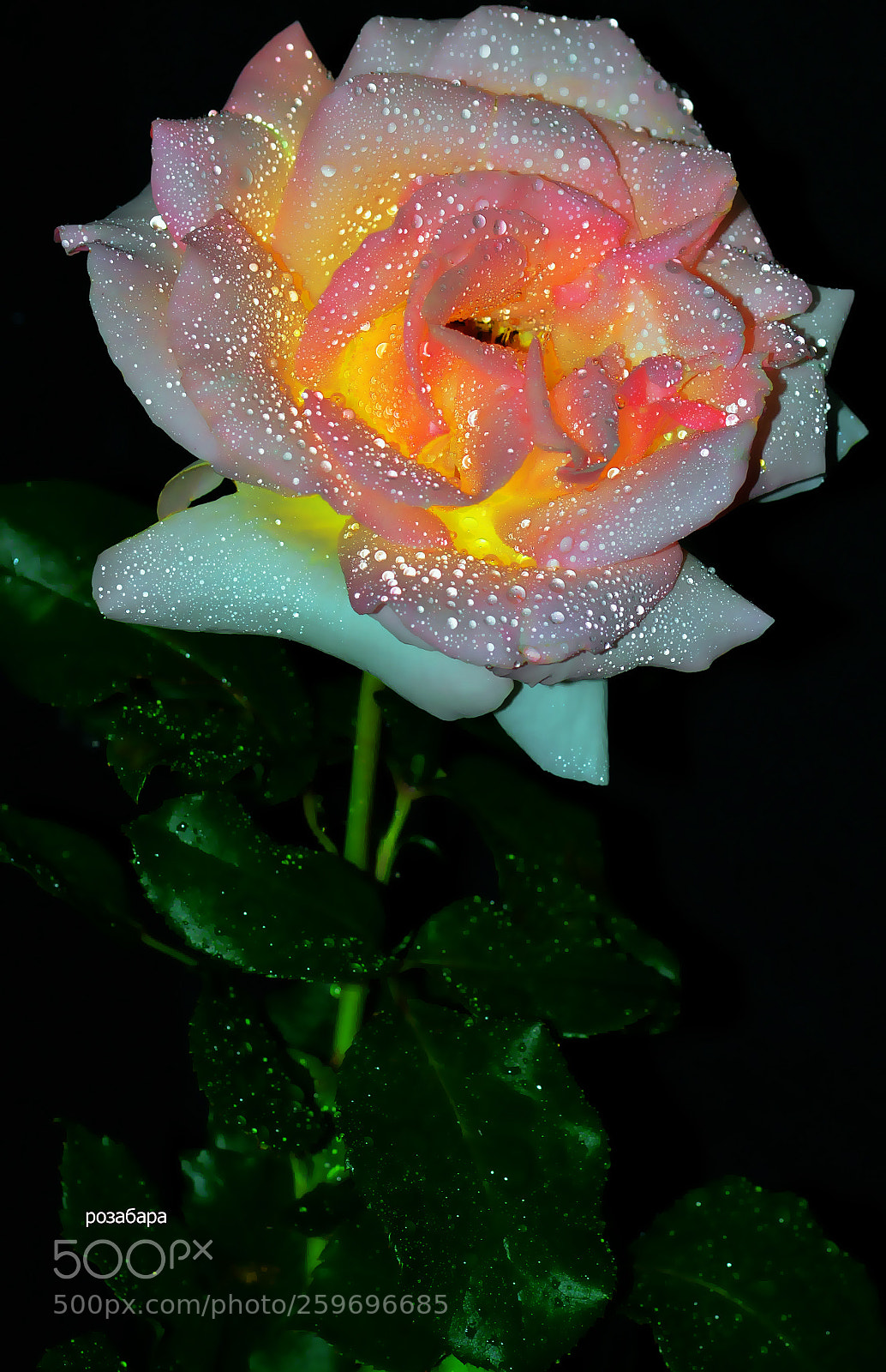 Nikon D3200 sample photo. прекрасная роза photography