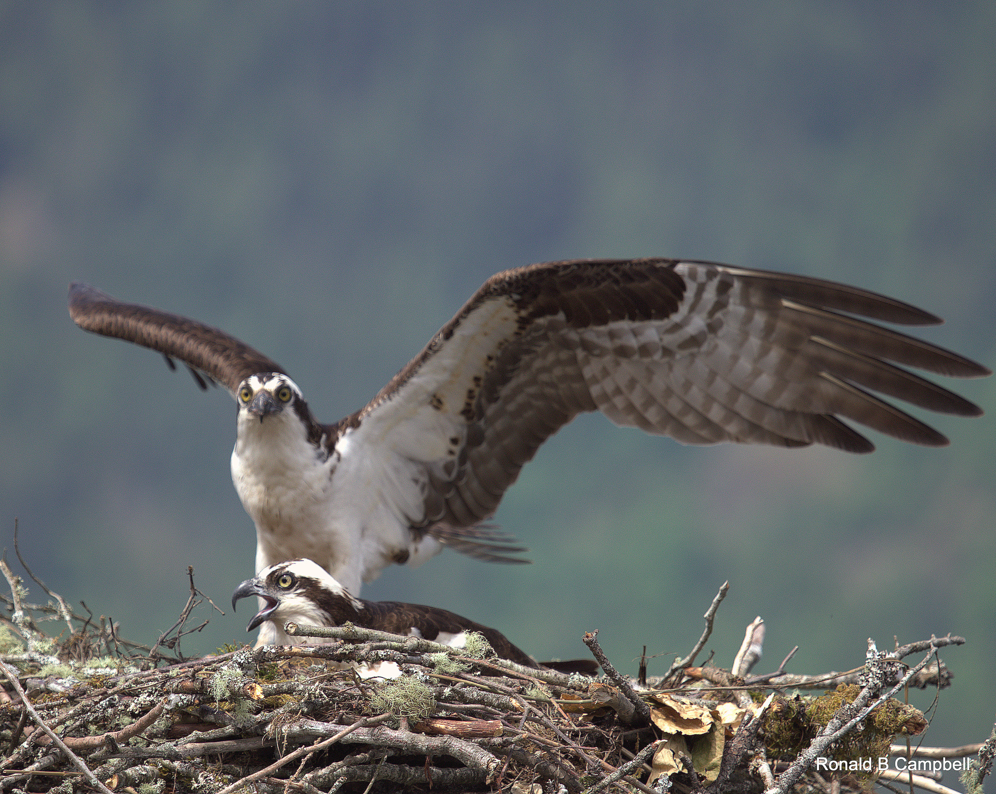 Canon EOS 6D + Canon EF 100-400mm F4.5-5.6L IS USM sample photo. Osprey # 5 photography