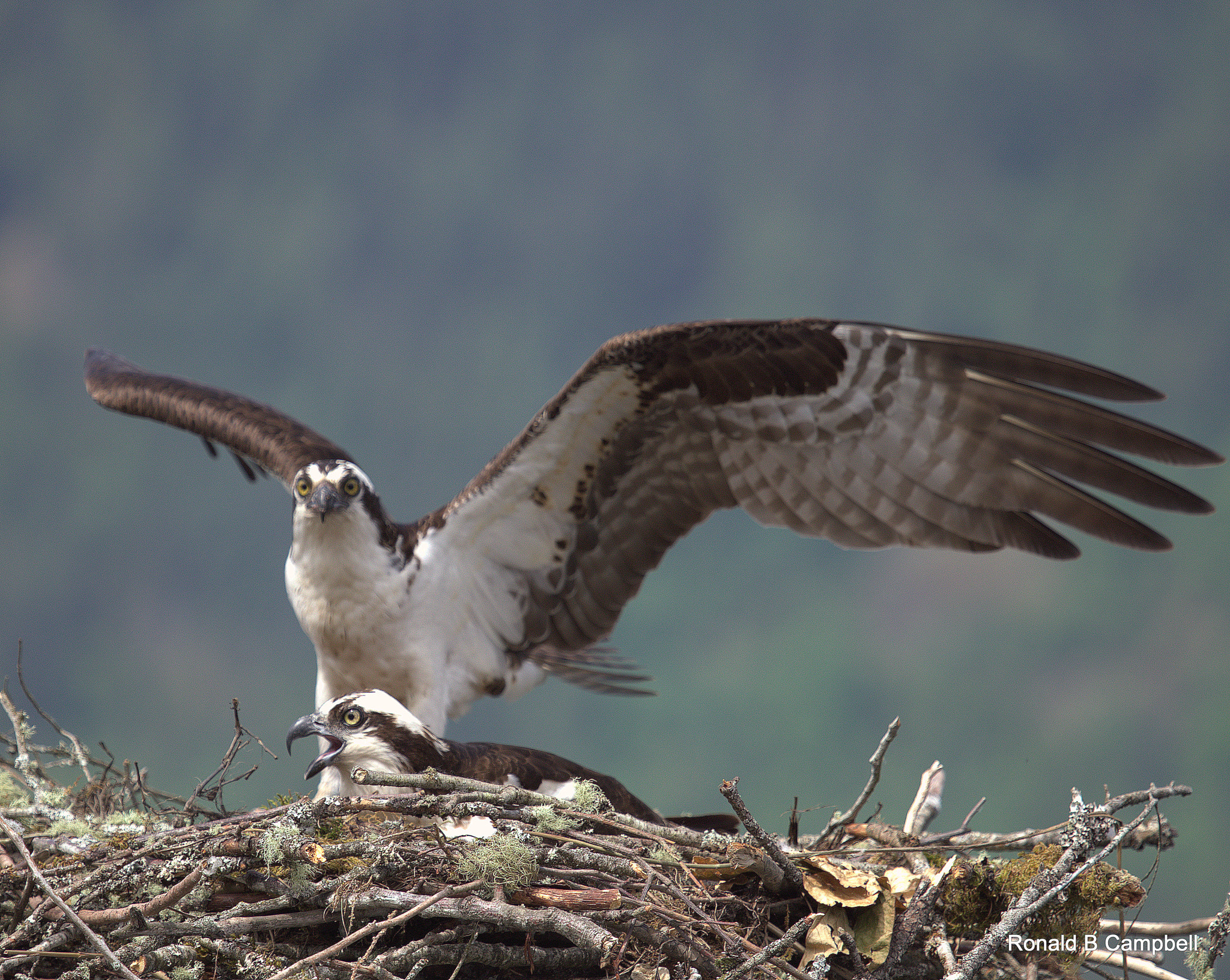 Canon EF 100-400mm F4.5-5.6L IS USM sample photo. Osprey # 5 photography