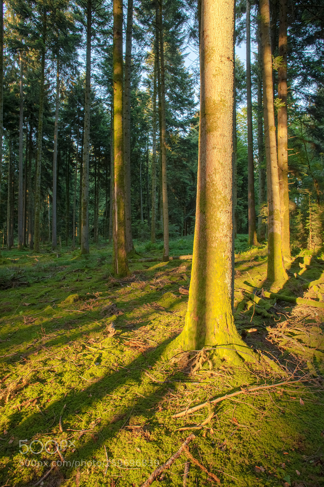 Canon EOS 5D Mark II sample photo. Golden hour photography