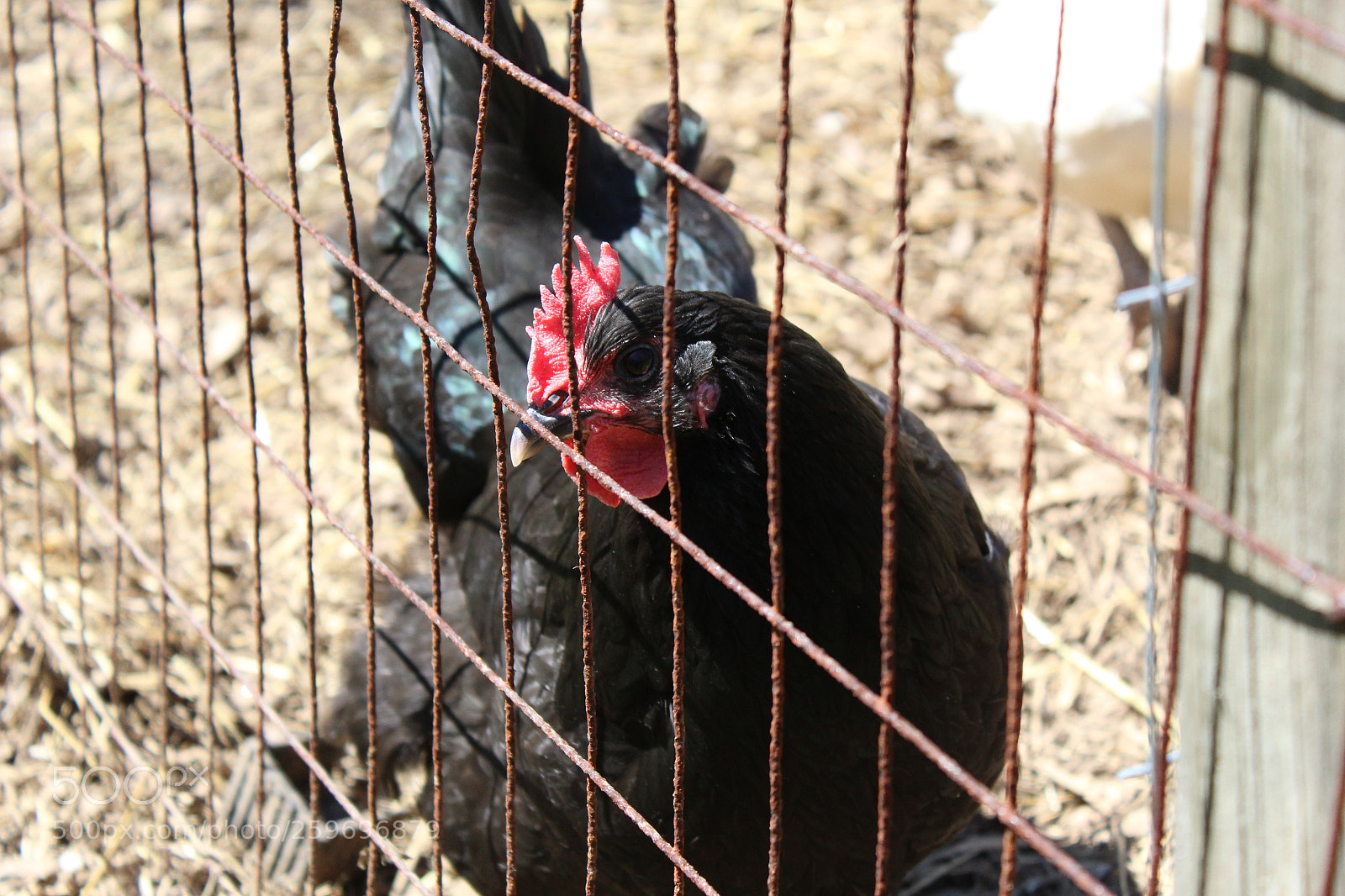 Canon EOS 1300D (EOS Rebel T6 / EOS Kiss X80) sample photo. Black chicken photography