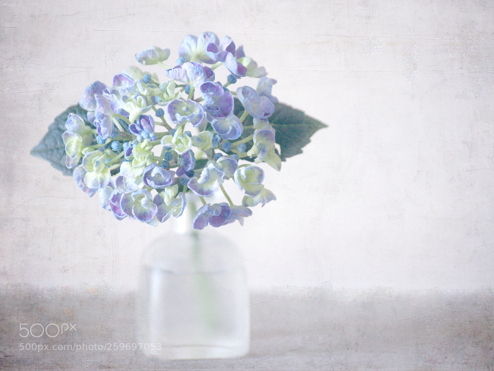 Sony Alpha DSLR-A850 sample photo. Hydrangea photography