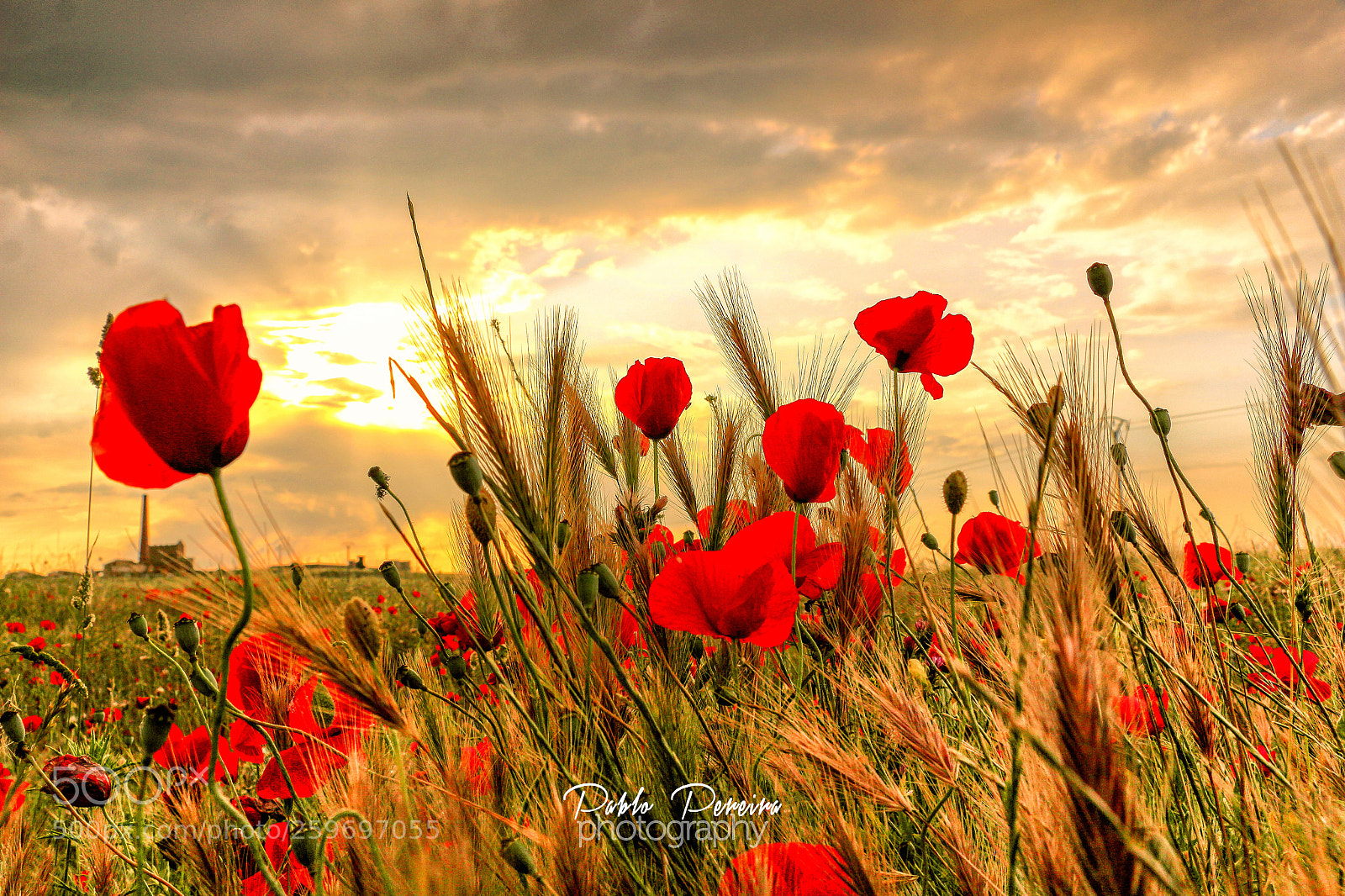 Canon EOS 700D (EOS Rebel T5i / EOS Kiss X7i) sample photo. Amapolas sunset :-) photography