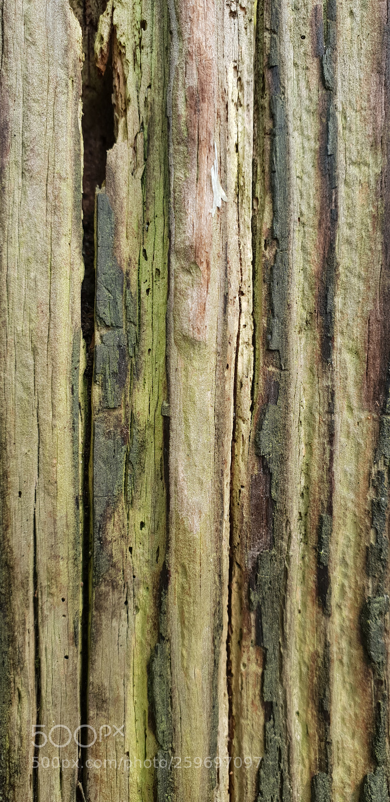 Samsung Galaxy S9 sample photo. Wood photography