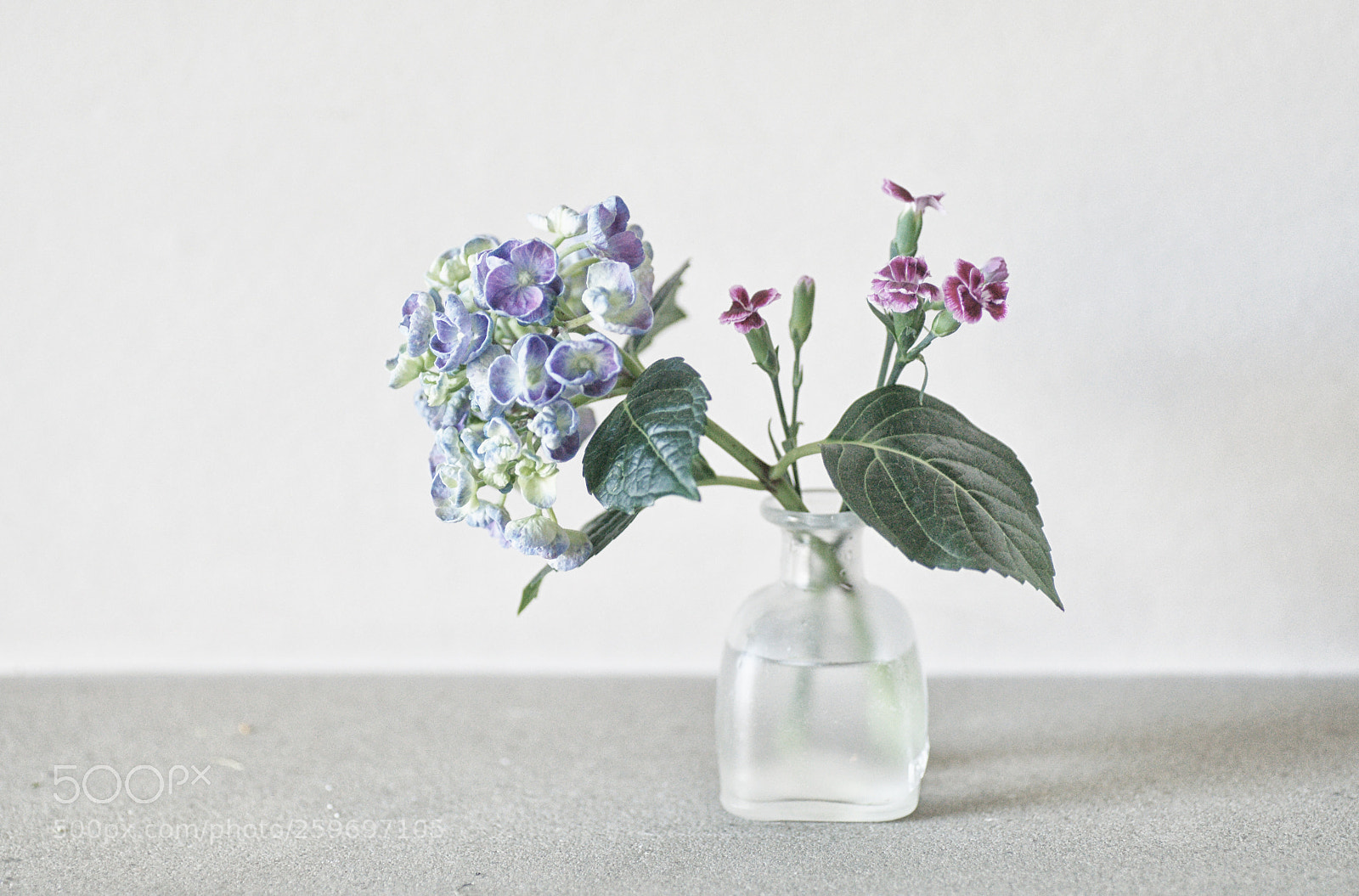 Sony Alpha DSLR-A850 sample photo. Hydrangea photography