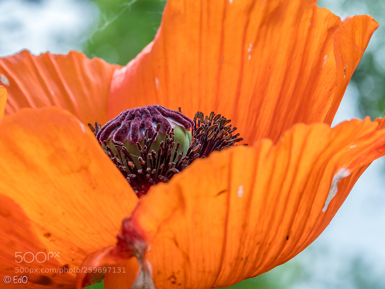 Olympus OM-D E-M1 Mark II sample photo. Poppy photography