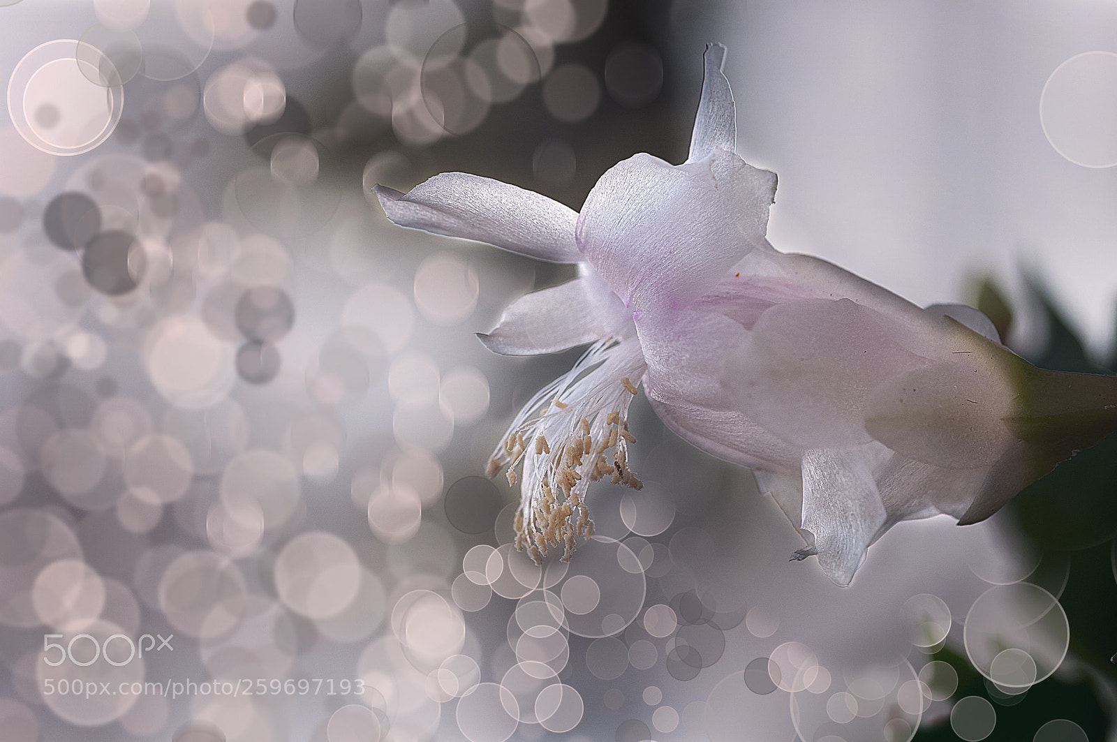 Nikon D300 sample photo. Schulumbergera truncata ii photography