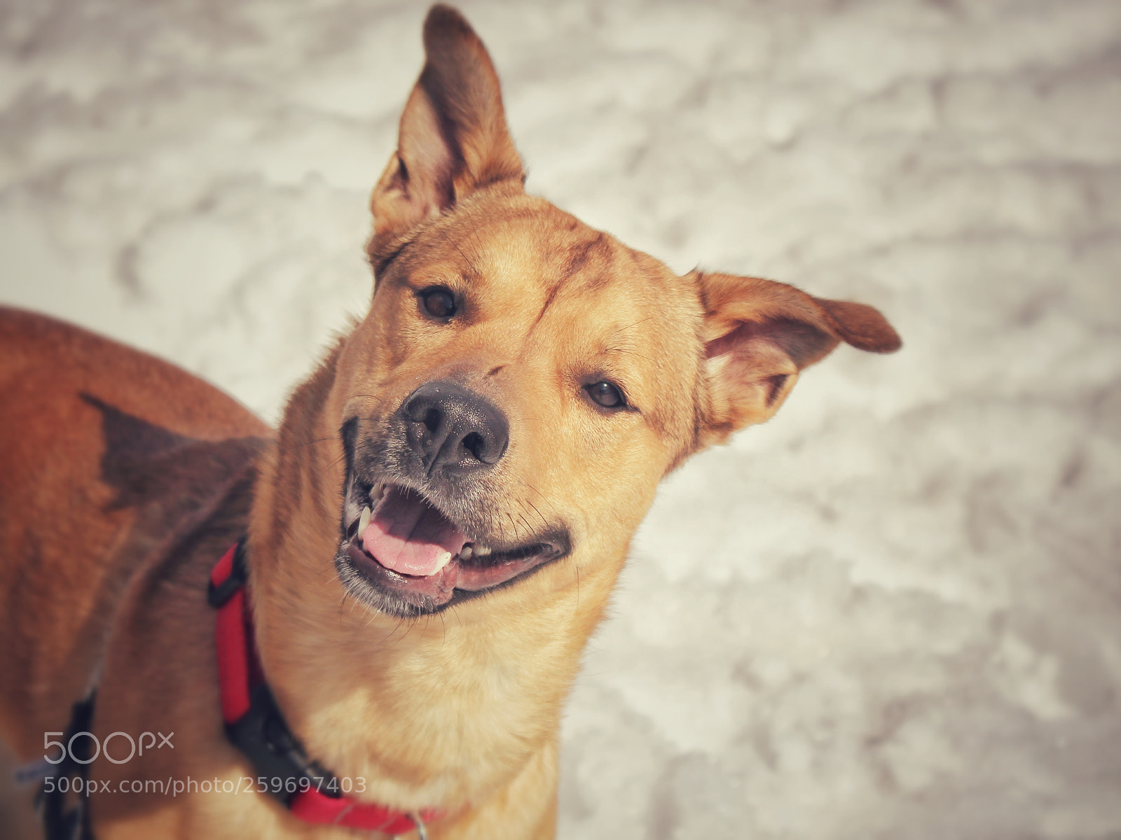 Canon EOS 550D (EOS Rebel T2i / EOS Kiss X4) sample photo. Happy face photography
