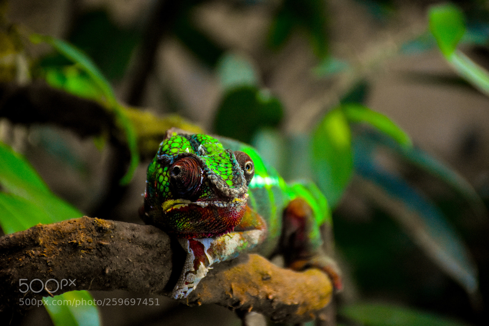 Nikon D7200 sample photo. The chameleon stare photography