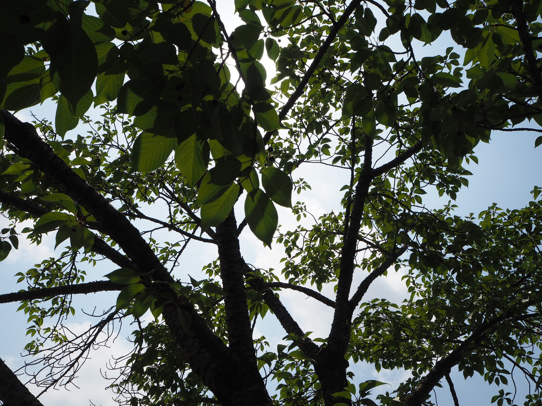 Olympus PEN E-PL8 sample photo