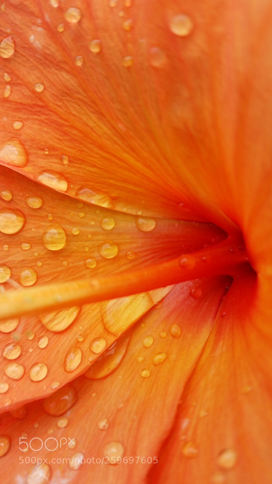 Samsung Galaxy S5 sample photo. Orange starburst photography