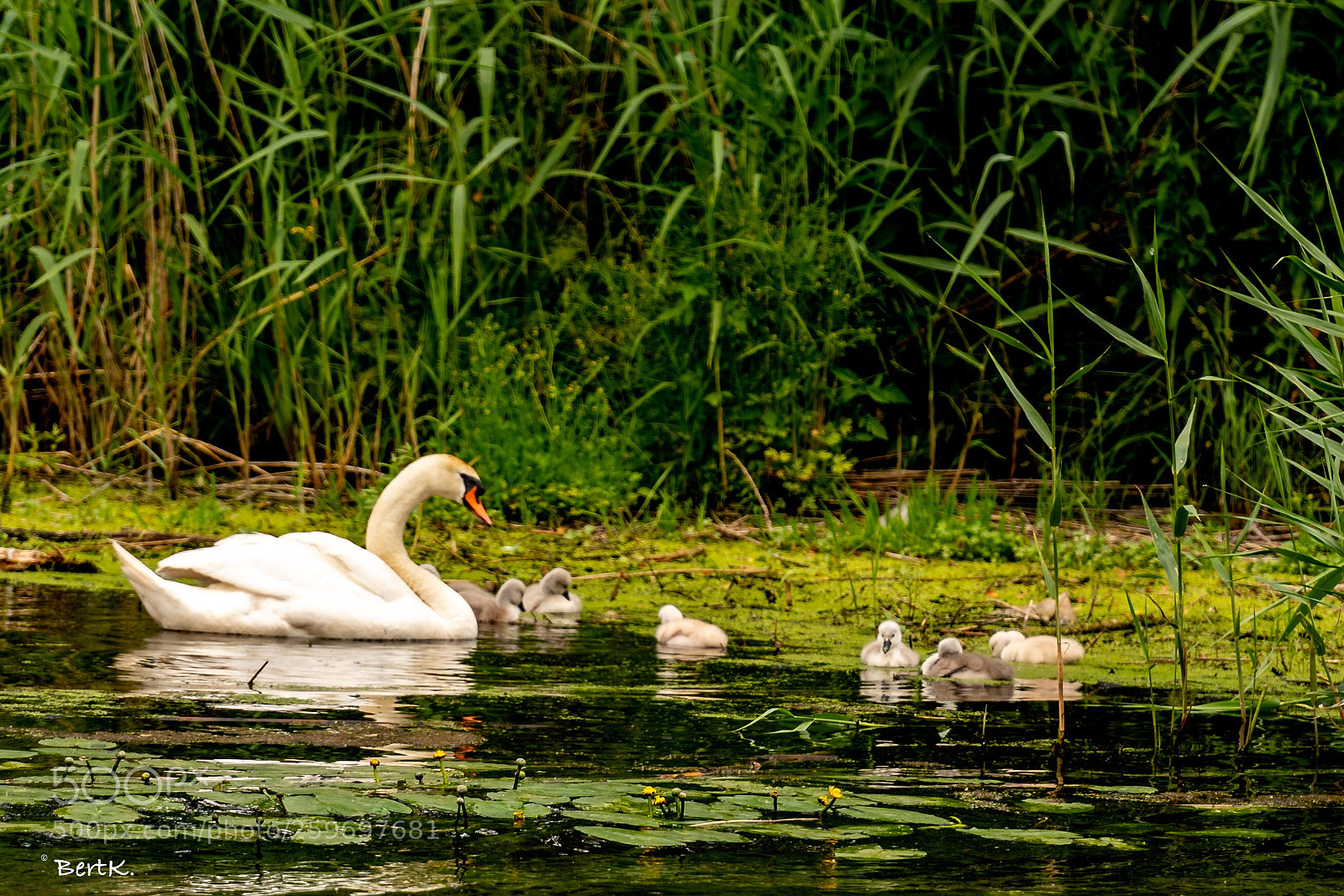 Nikon D500 sample photo. New life photography