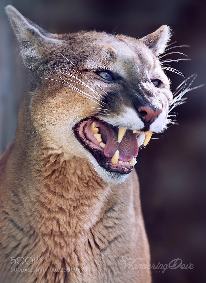 Nikon D3200 sample photo. The roar photography