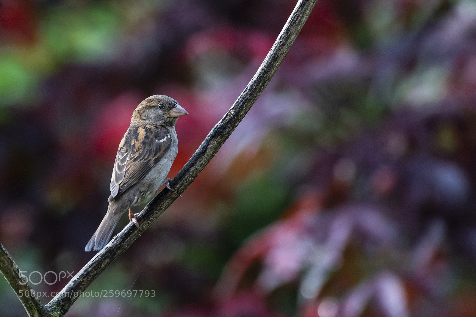 Nikon D500 sample photo. Immature american tree sparrow photography