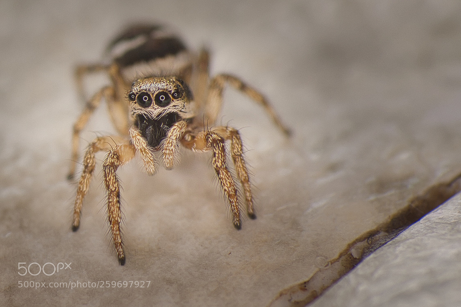 Nikon D90 sample photo. Jumping spider  photography