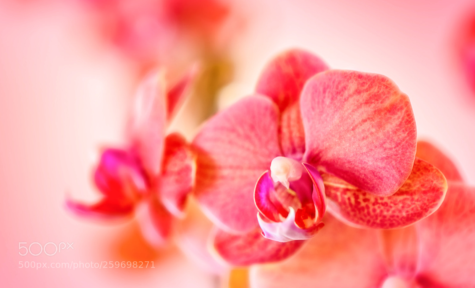 Nikon D850 sample photo. Sweet song of spring photography