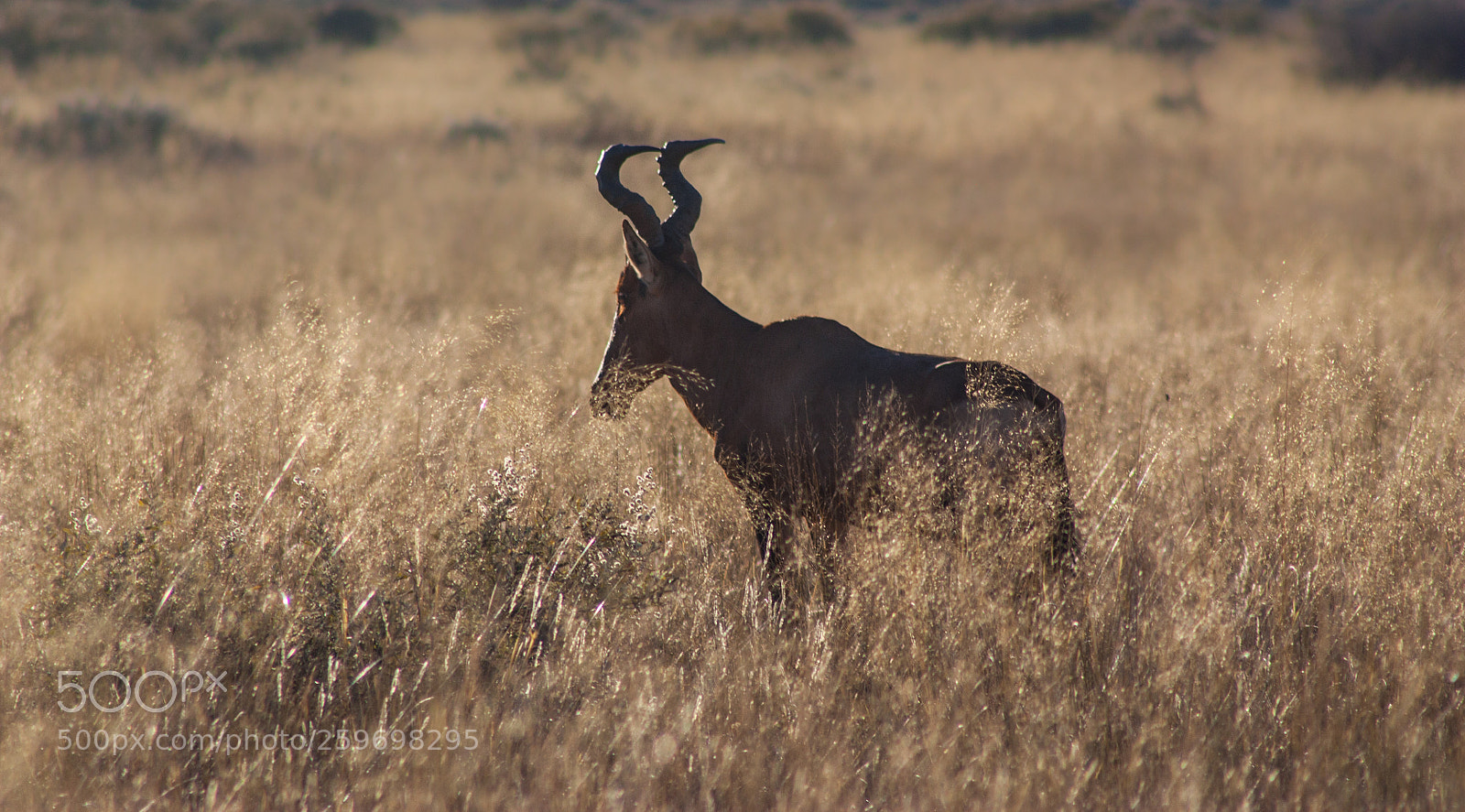 Canon EOS 450D (EOS Rebel XSi / EOS Kiss X2) sample photo. Contemplative hartebeest photography