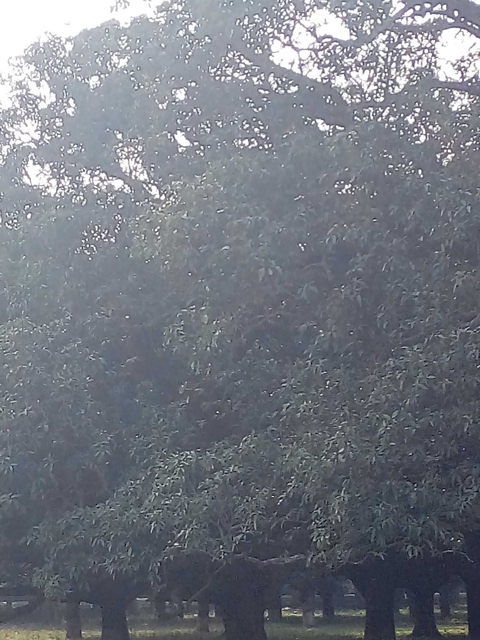 HUAWEI GR3 sample photo