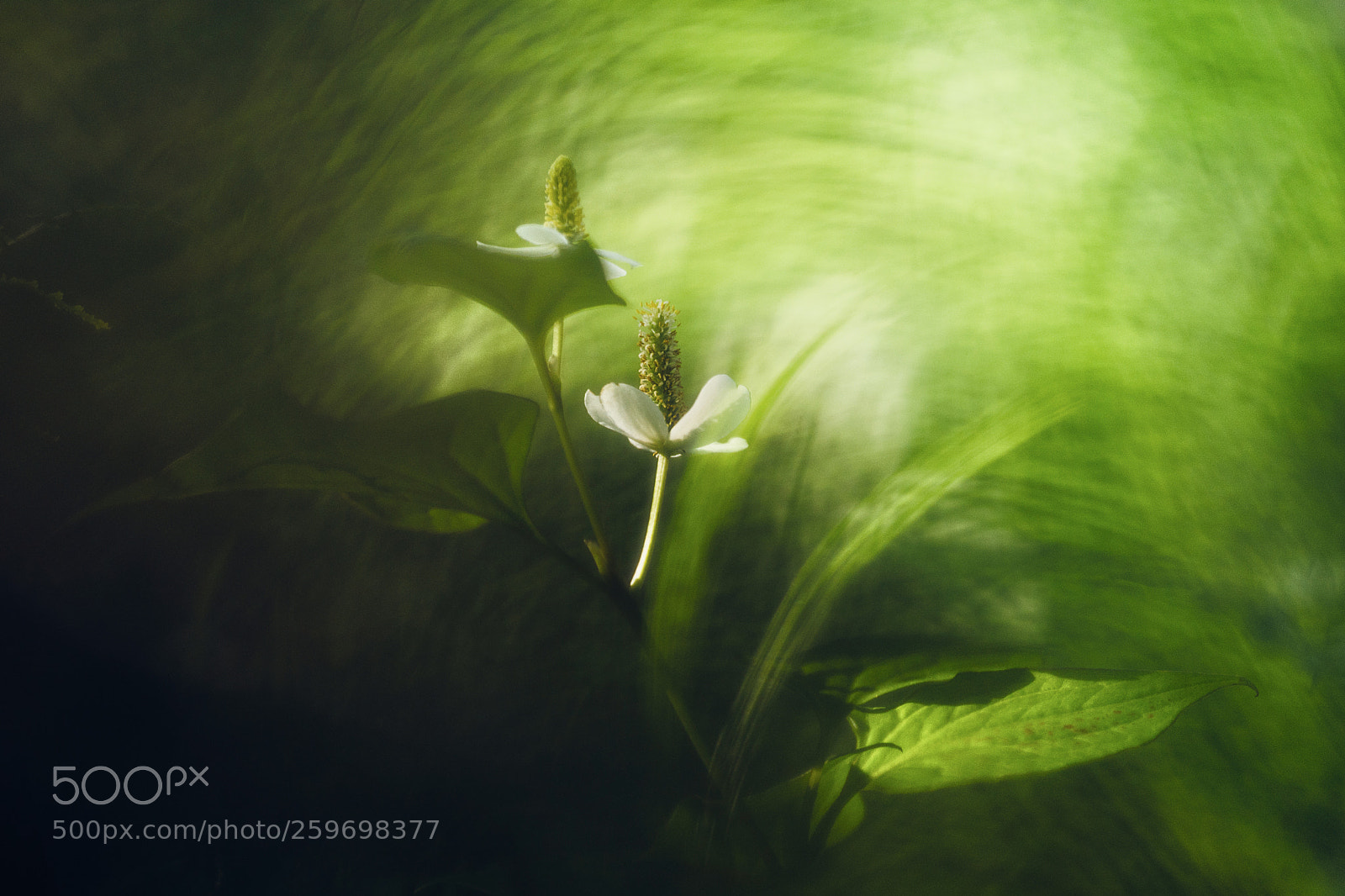 Sony a9 sample photo. Fish mint portraiture photography