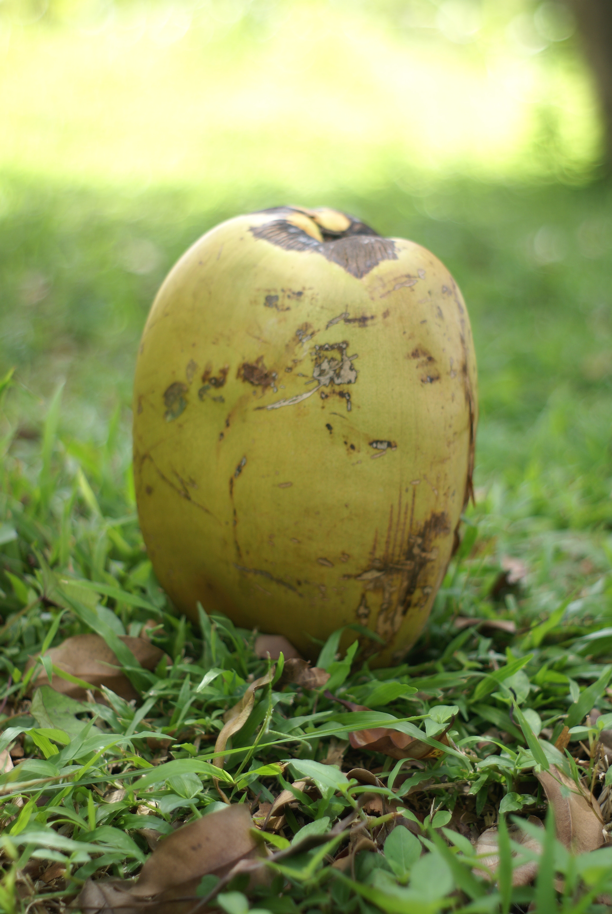 Sony Alpha DSLR-A100 sample photo. Coconut abstract photography