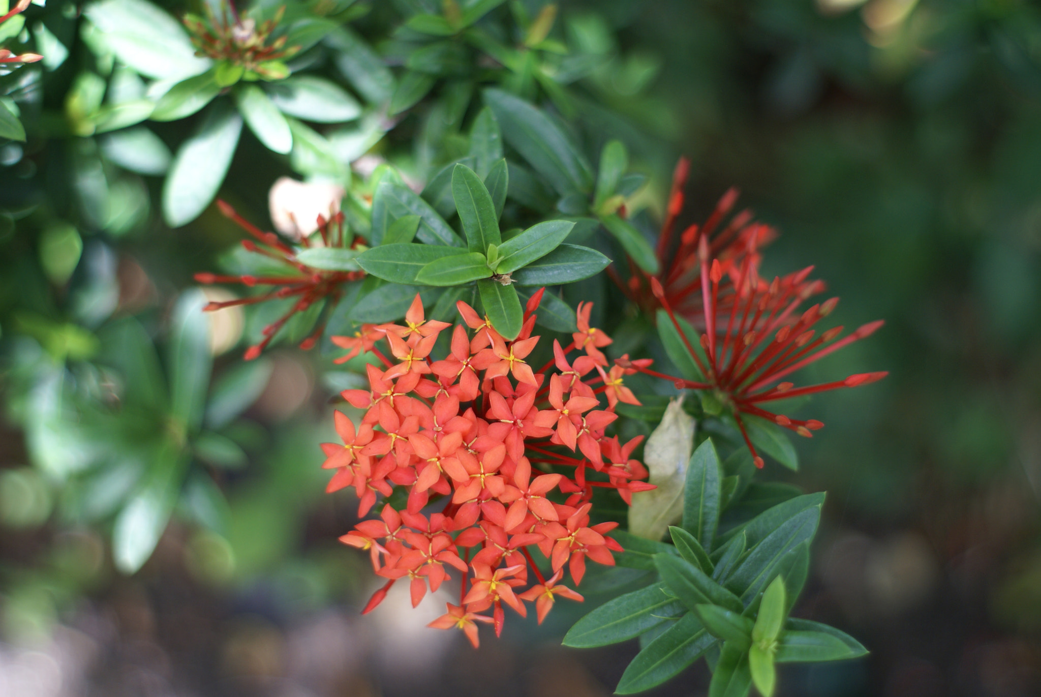 Sony Alpha DSLR-A100 sample photo. Tropical flowers for hummingbirds photography