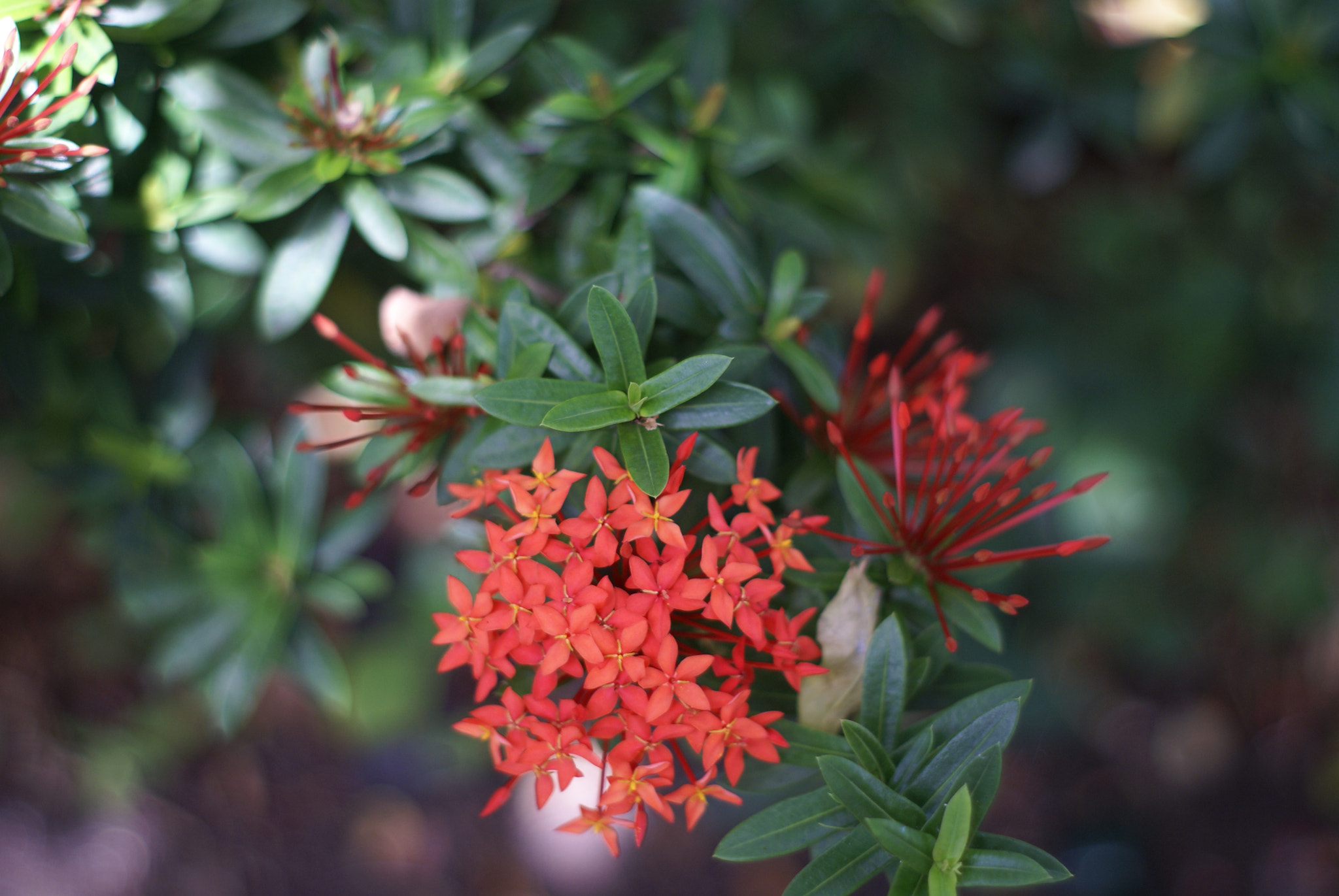 Sony Alpha DSLR-A100 + Minolta AF 50mm F1.7 sample photo. Hummingbirds flowers st. lucia photography