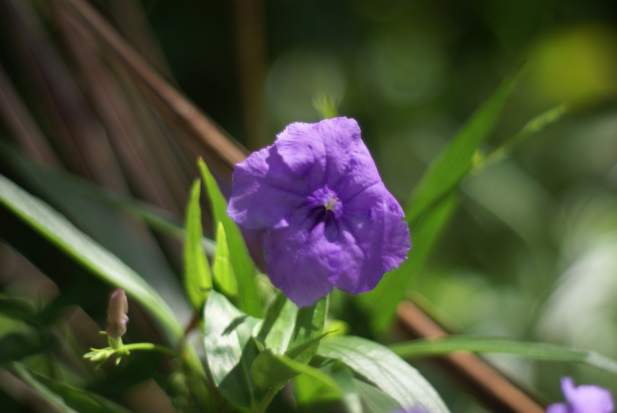 Sony Alpha DSLR-A100 + Minolta AF 50mm F1.7 sample photo. Purple flower photography