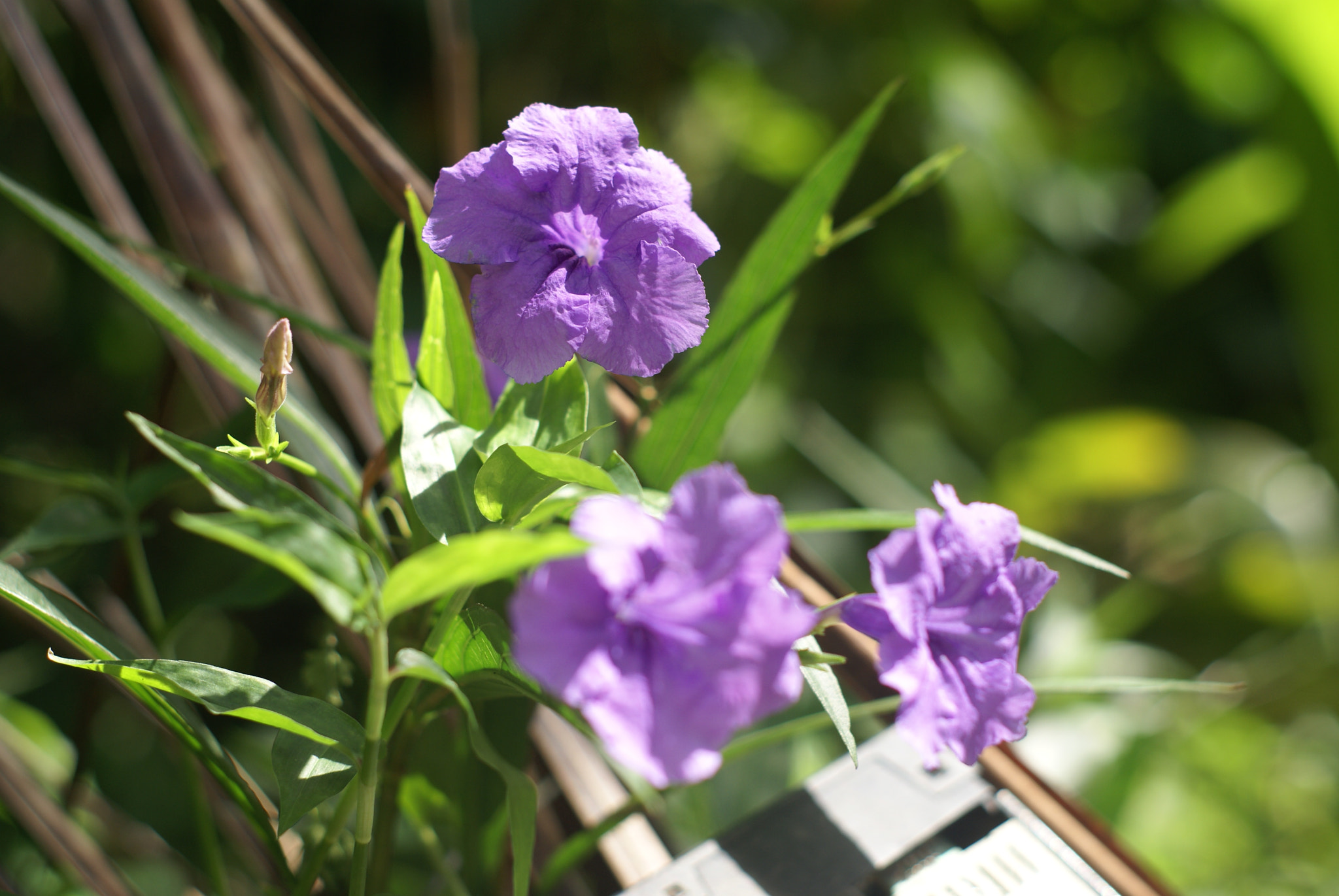 Sony Alpha DSLR-A100 + Minolta AF 50mm F1.7 sample photo. Nature's provision photography