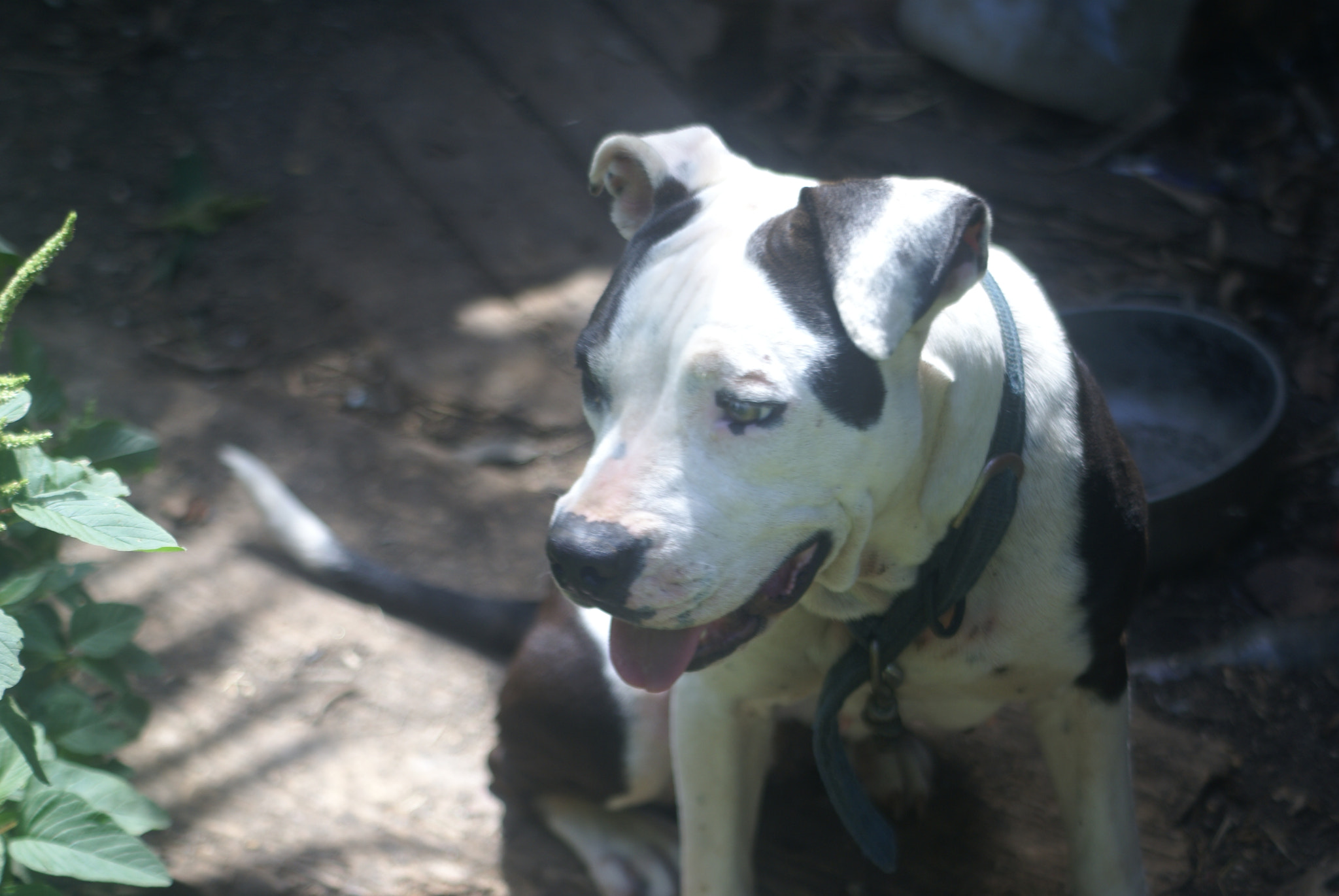 Sony Alpha DSLR-A100 sample photo. Domestic pet pitbull photography