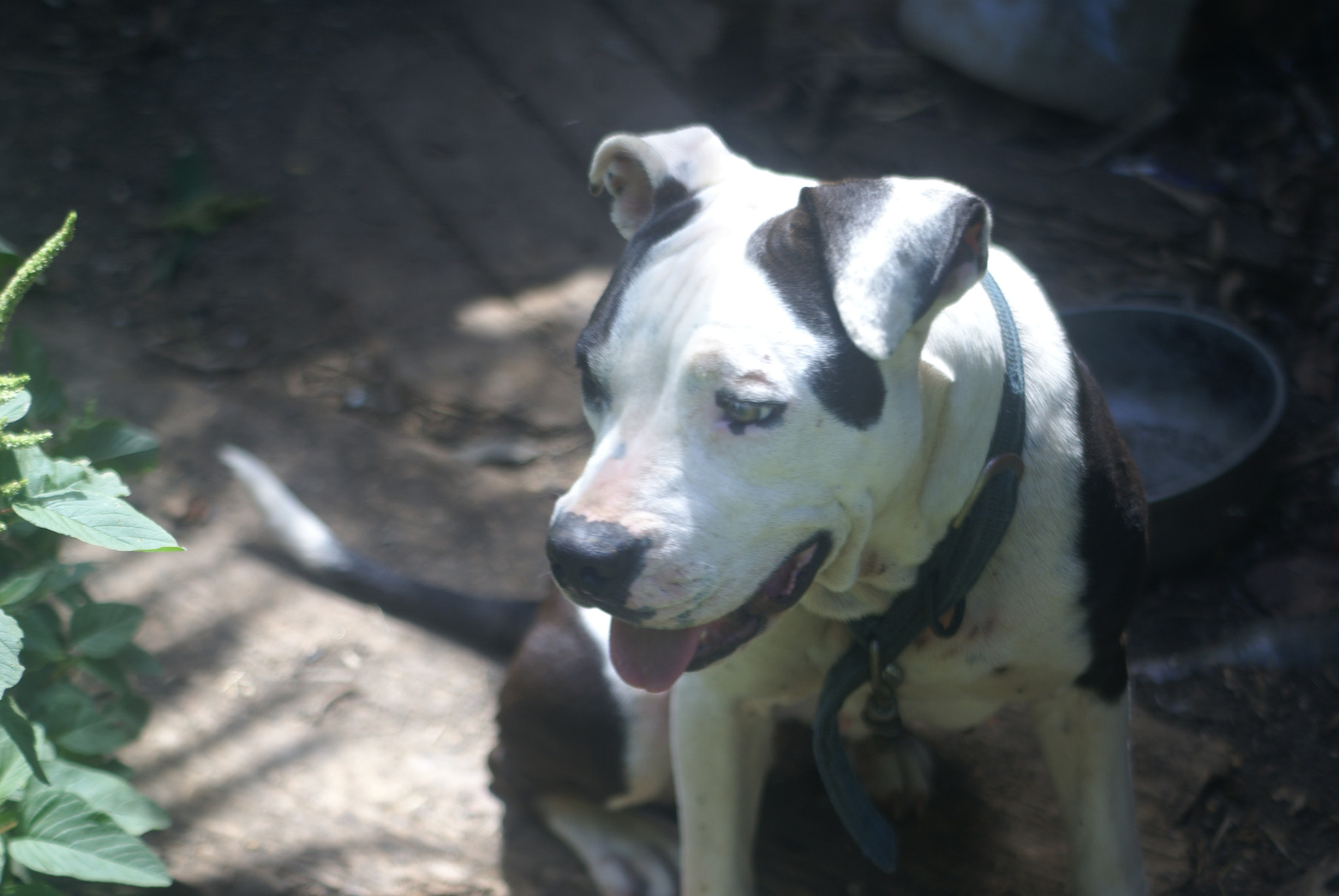 Minolta AF 80-200mm F4.5-5.6 sample photo. Domestic pet pitbull photography