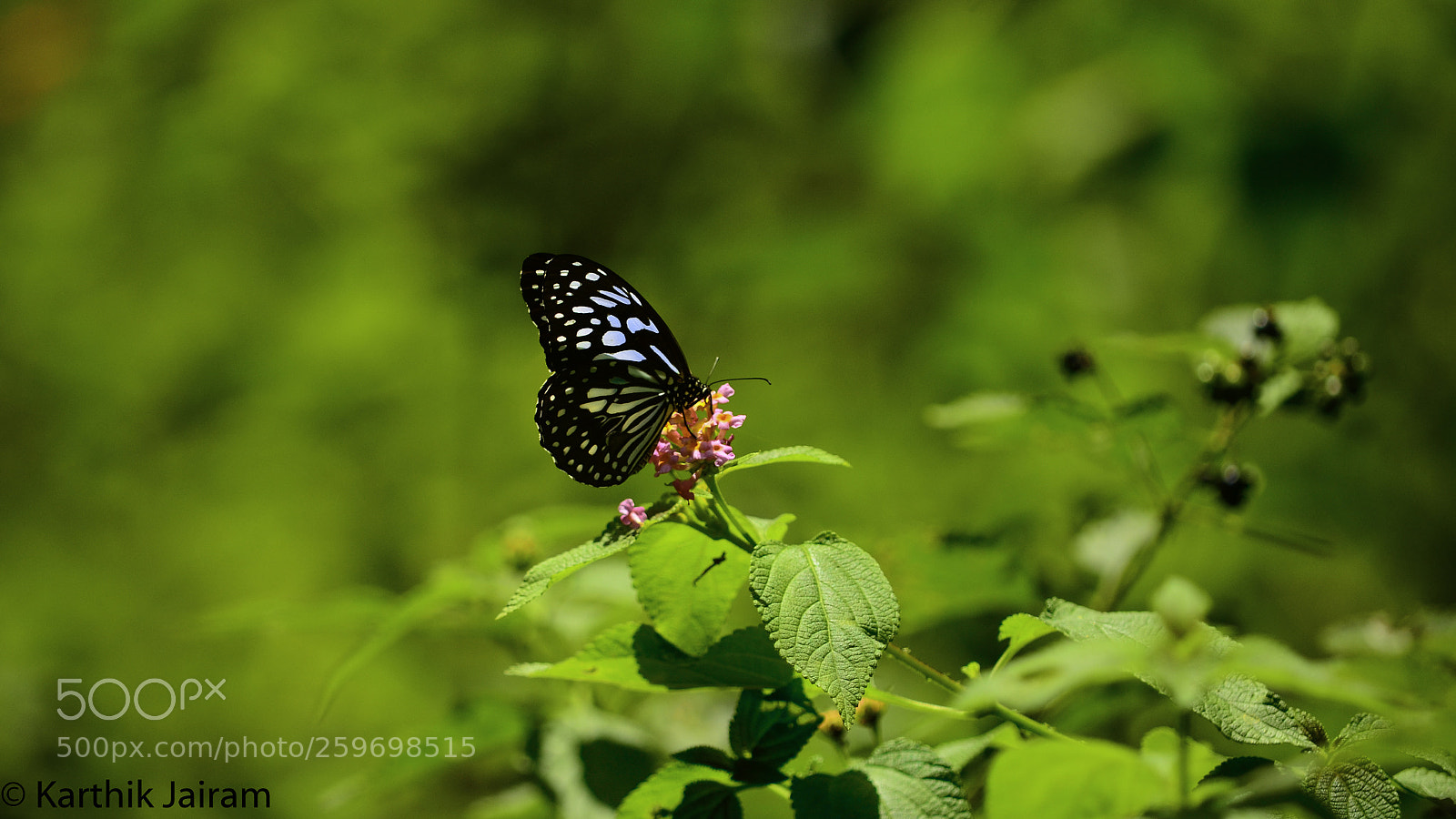 Nikon D5100 sample photo. Butterfly photography