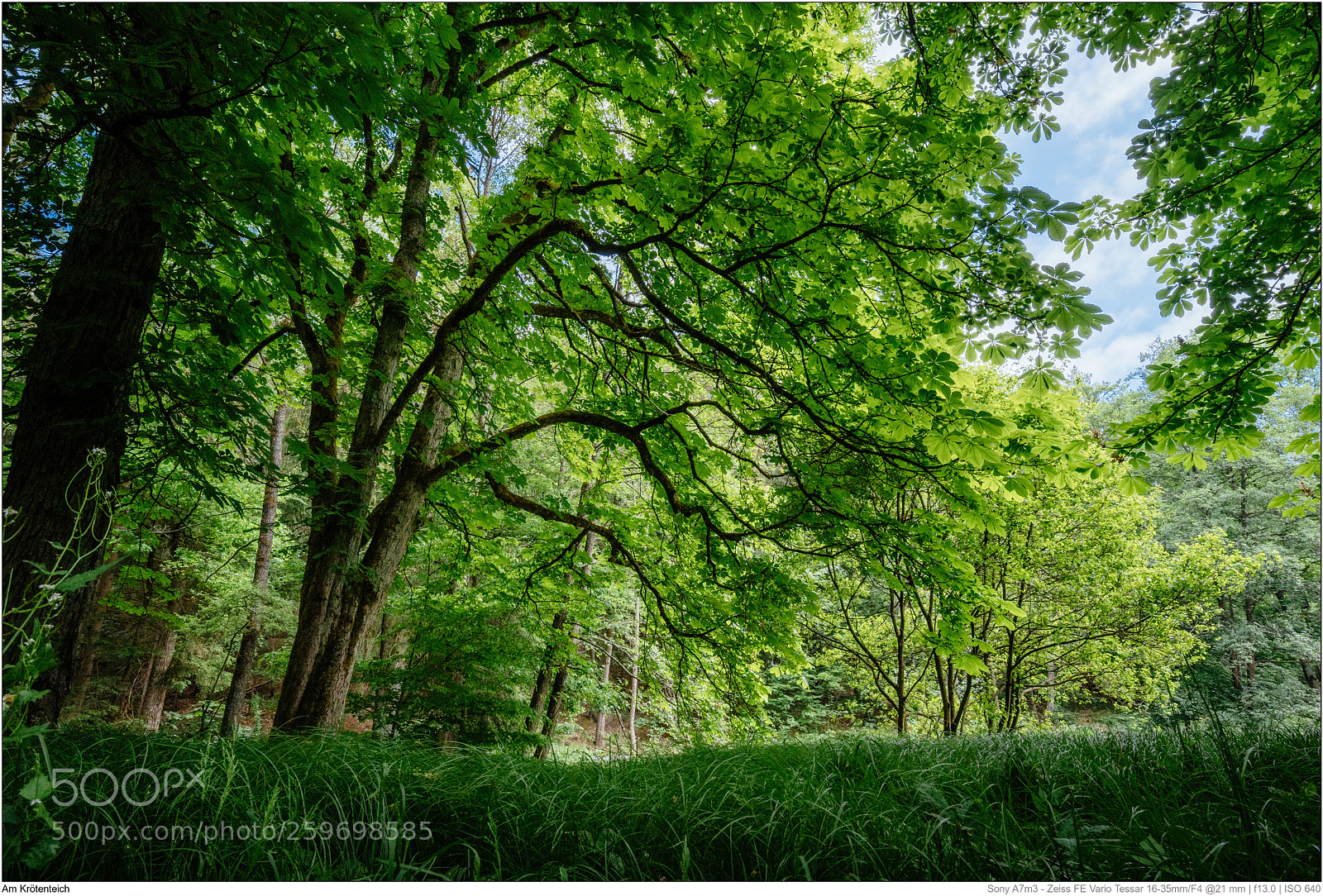 Sony a7 III sample photo. Am krötenteich photography