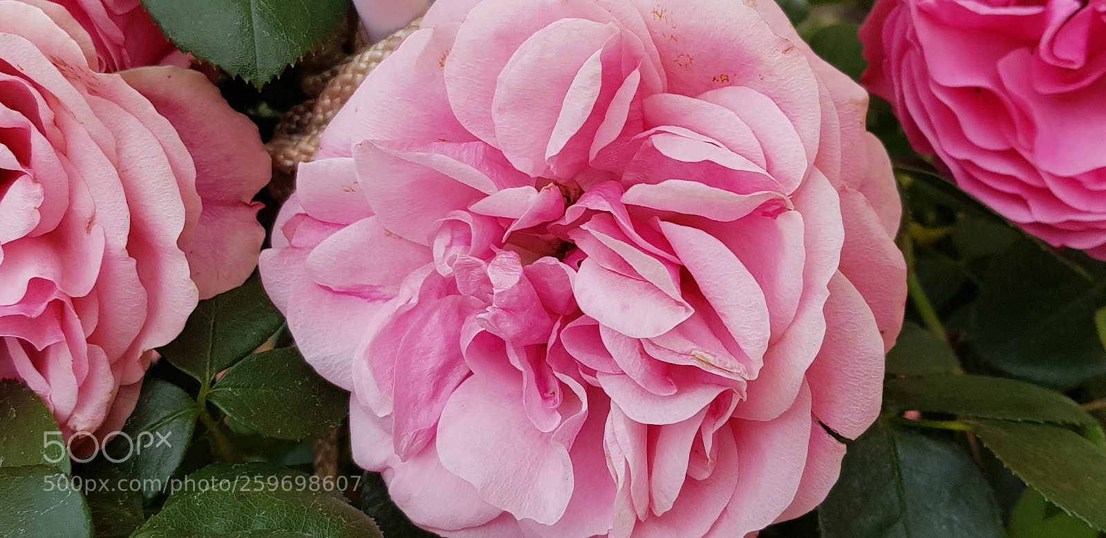 Samsung Galaxy S8+ sample photo. Untitled photography