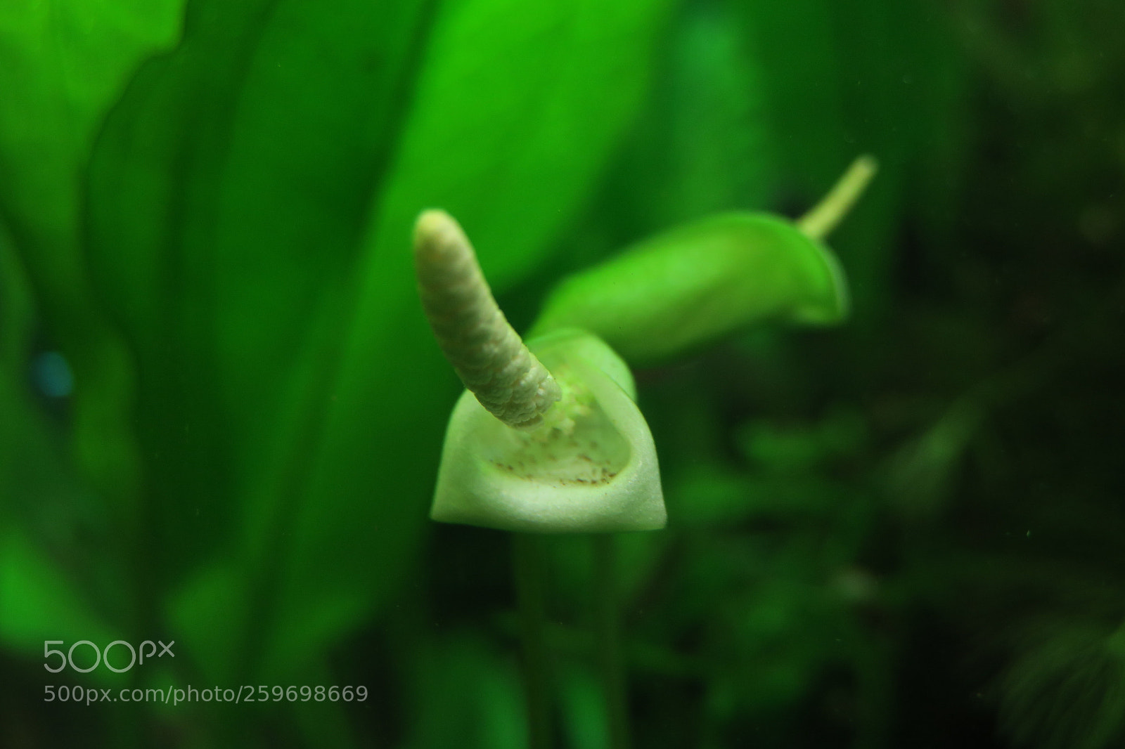 Canon PowerShot G3 X sample photo. Anubias bartari 5405 img photography