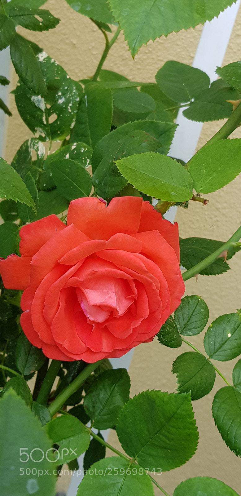 Samsung Galaxy S8+ sample photo. Untitled photography