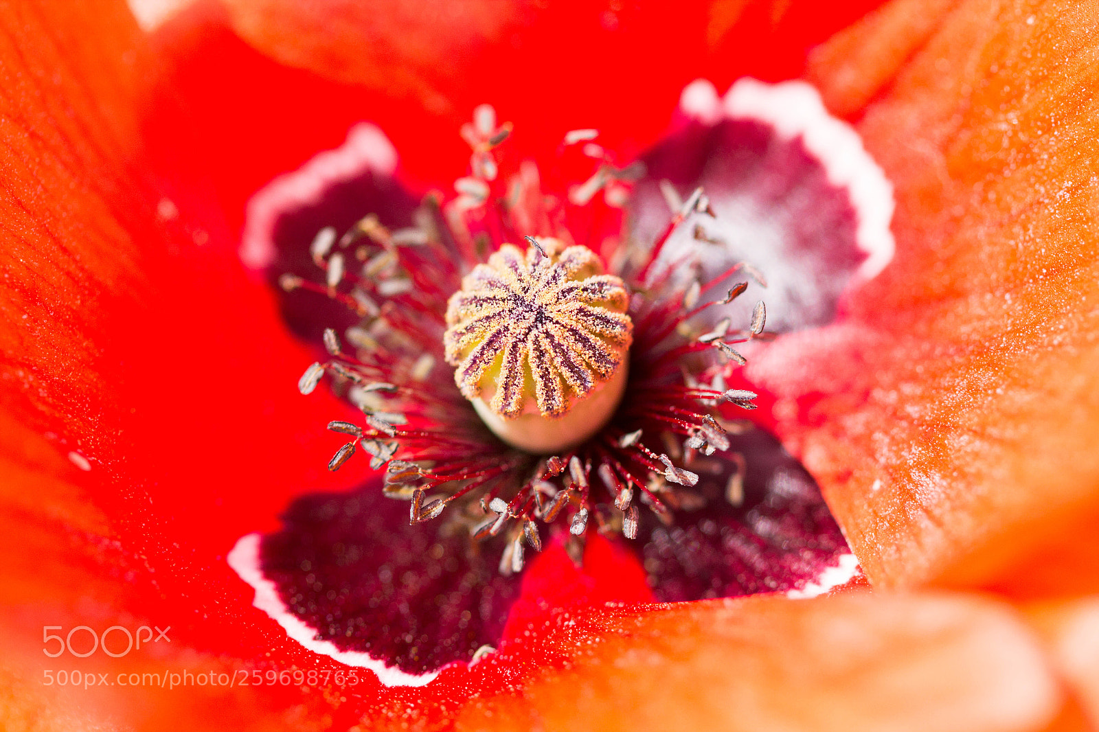 Canon EOS 60D sample photo. Mohn photography