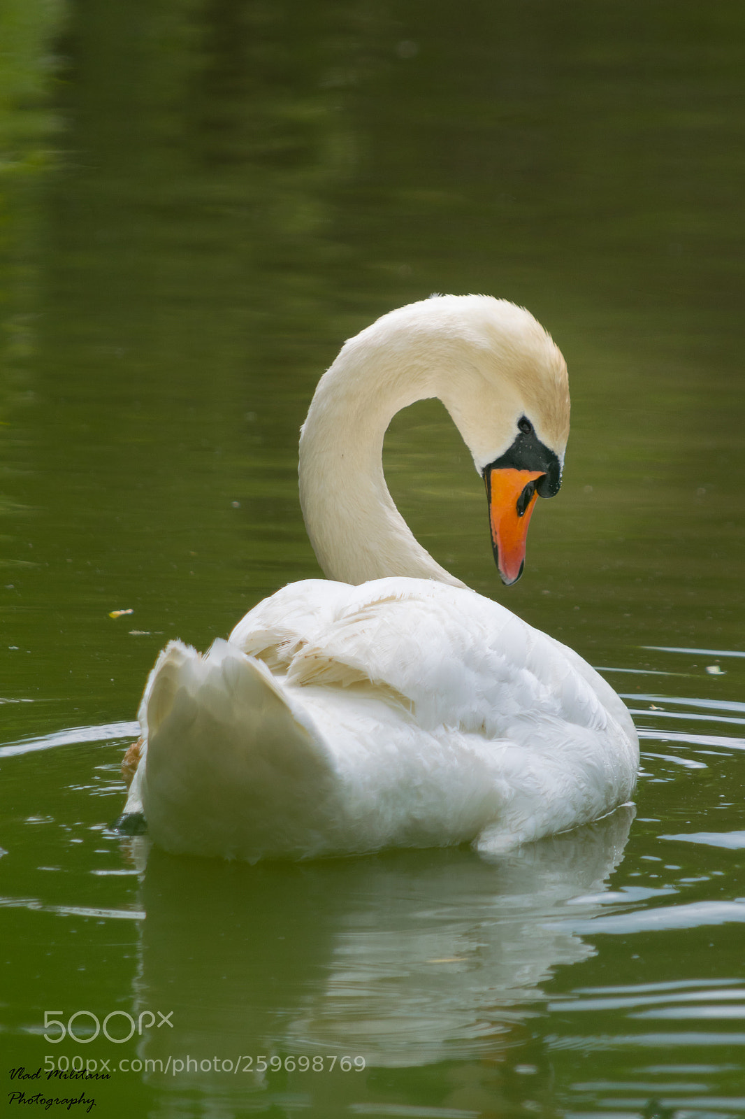 Nikon D5300 sample photo. Swan photography