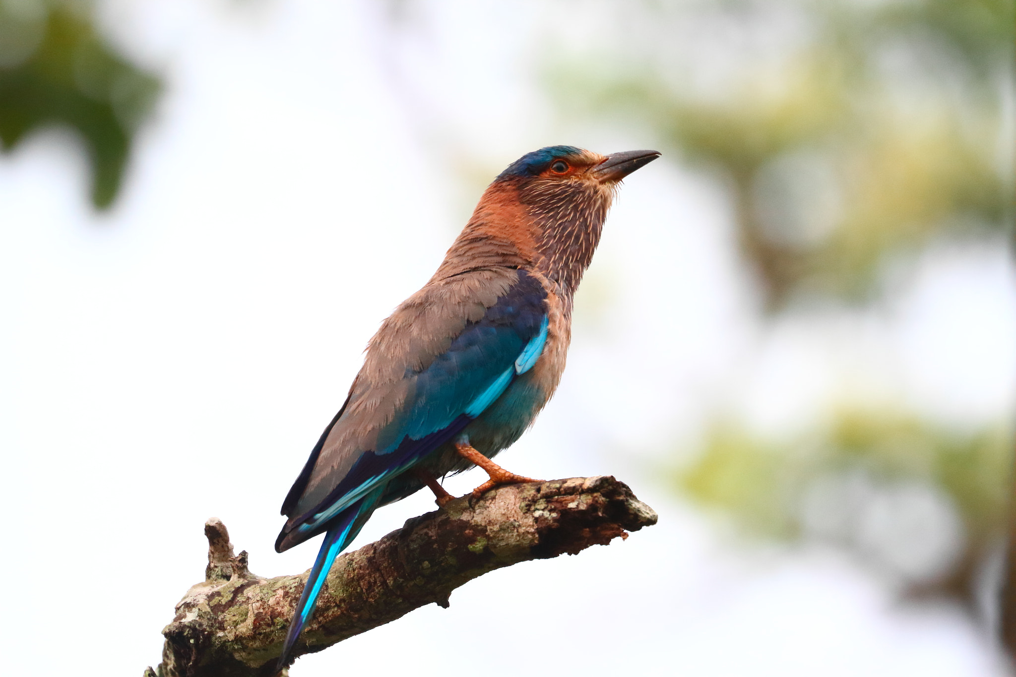 Canon EOS 7D + Canon EF 100-400mm F4.5-5.6L IS II USM sample photo. Indian roller photography
