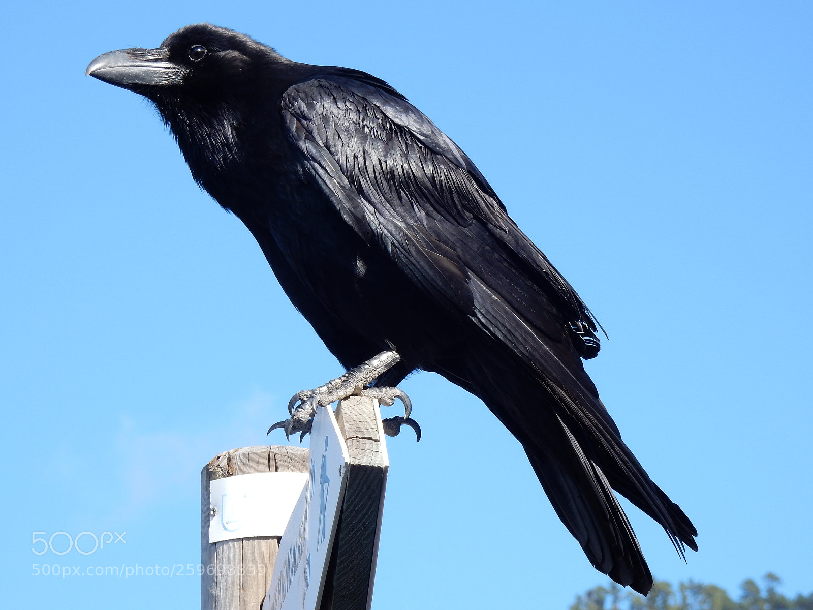 Nikon Coolpix S9900 sample photo. Corvus corax photography