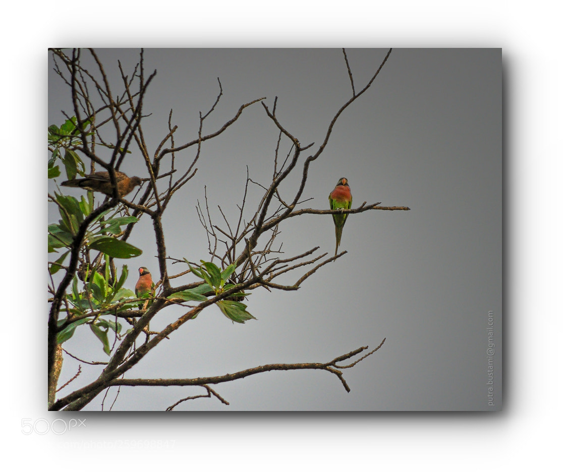 Pentax K-5 sample photo. Drifted by the wind photography