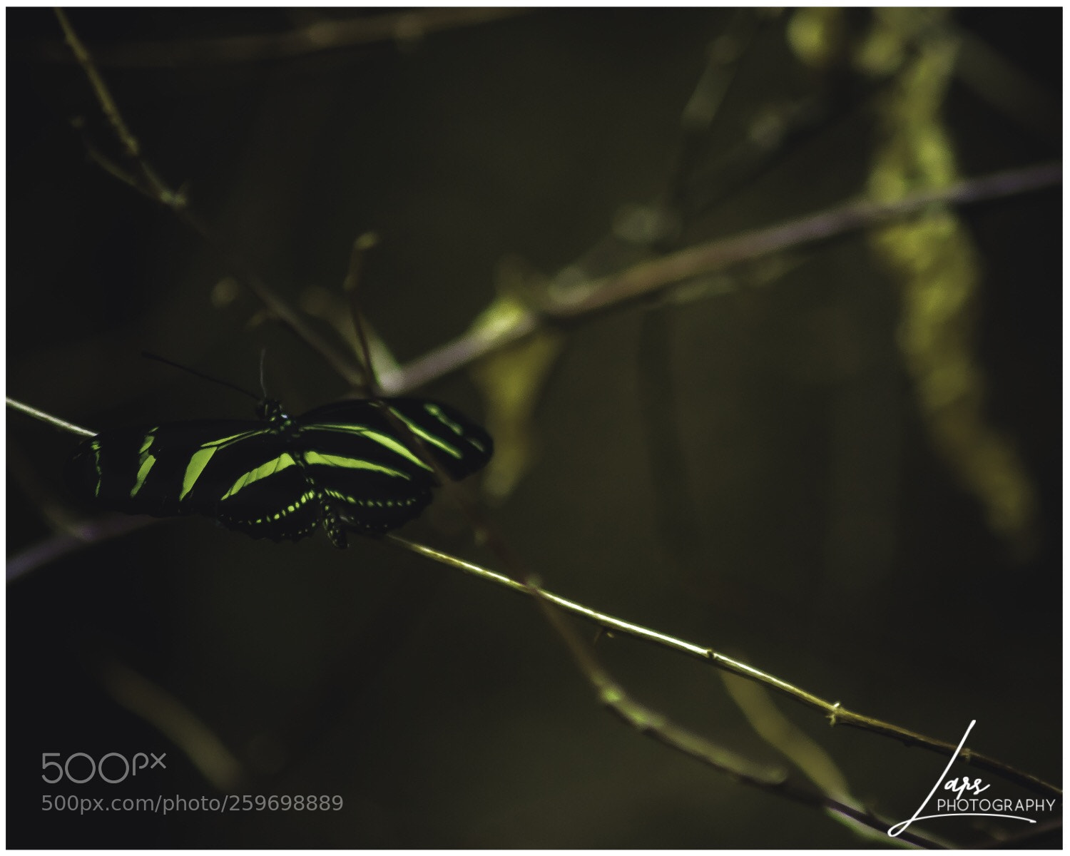 Nikon D5300 sample photo. Green butterfly  photography